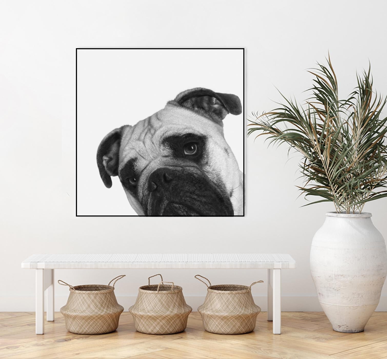 Qué Pasa? by Jon Bertelli on GIANT ART - multicolor animals; photography