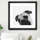 Qué Pasa? by Jon Bertelli on GIANT ART - multicolor animals; photography