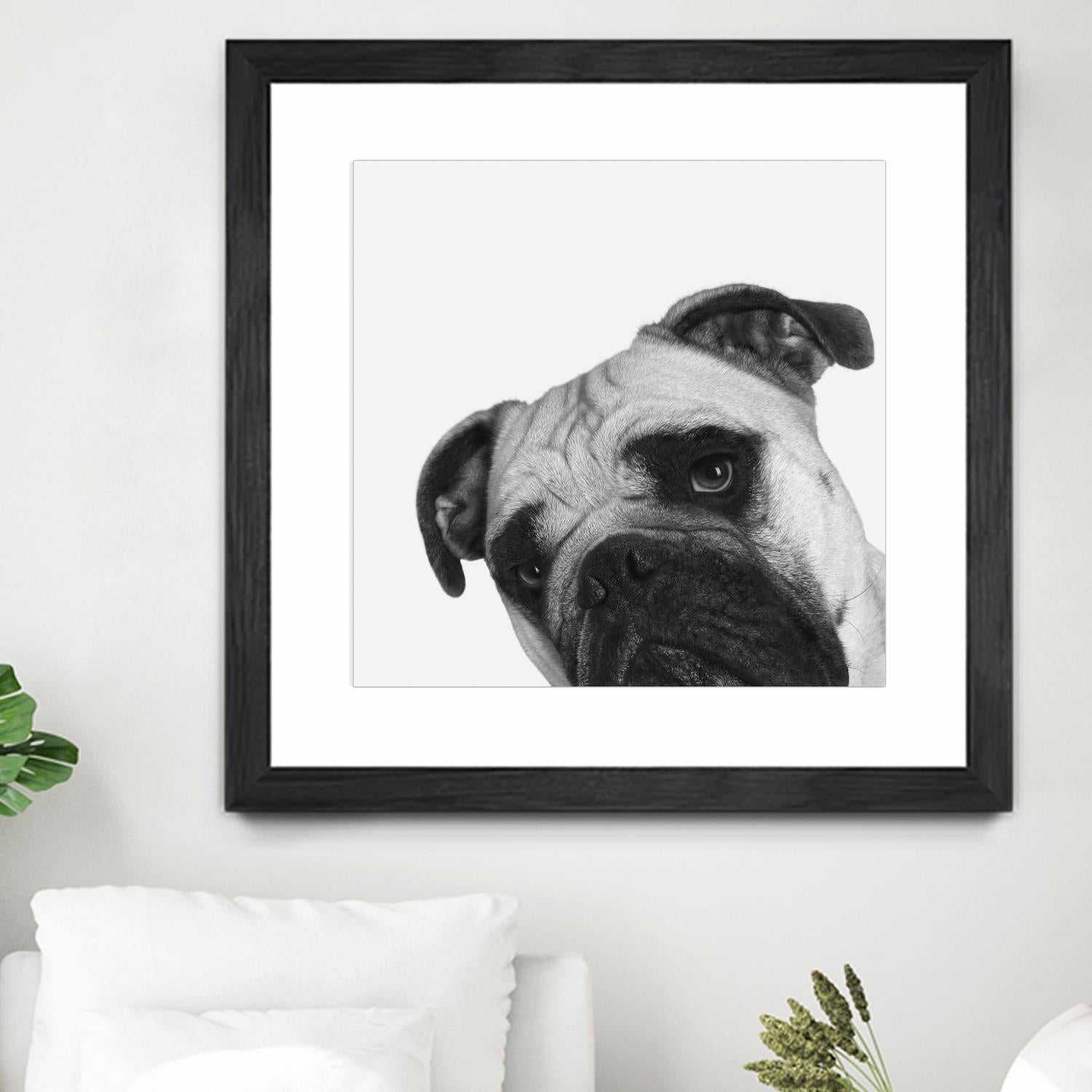 Qué Pasa? by Jon Bertelli on GIANT ART - multicolor animals; photography