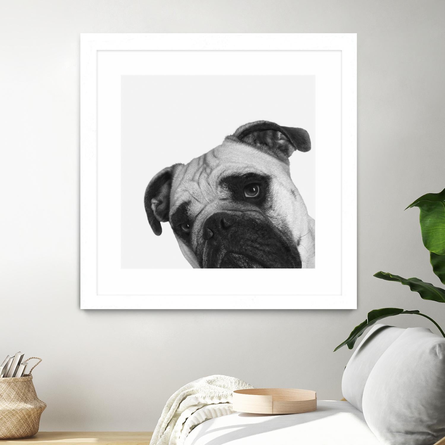 Qué Pasa? by Jon Bertelli on GIANT ART - multicolor animals; photography