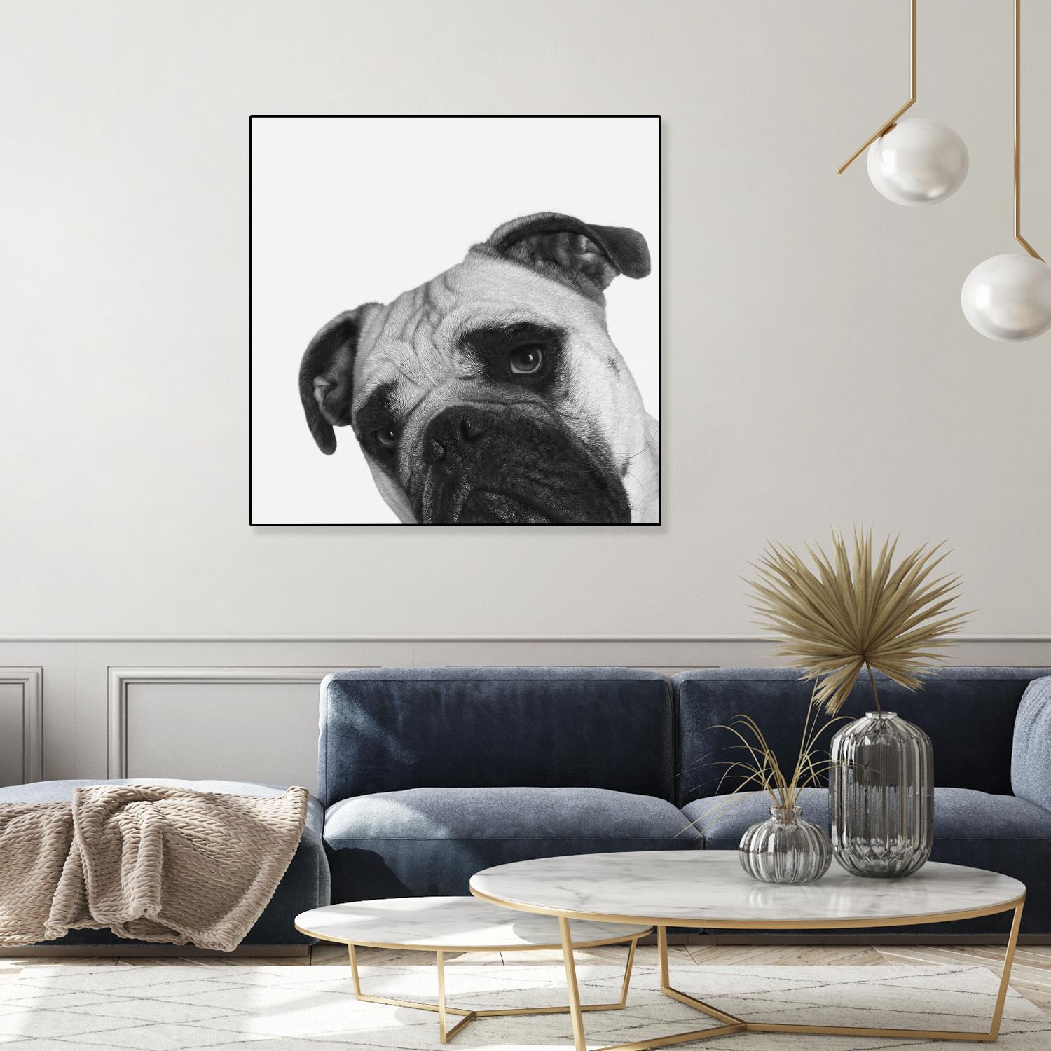 Qué Pasa? by Jon Bertelli on GIANT ART - multicolor animals; photography