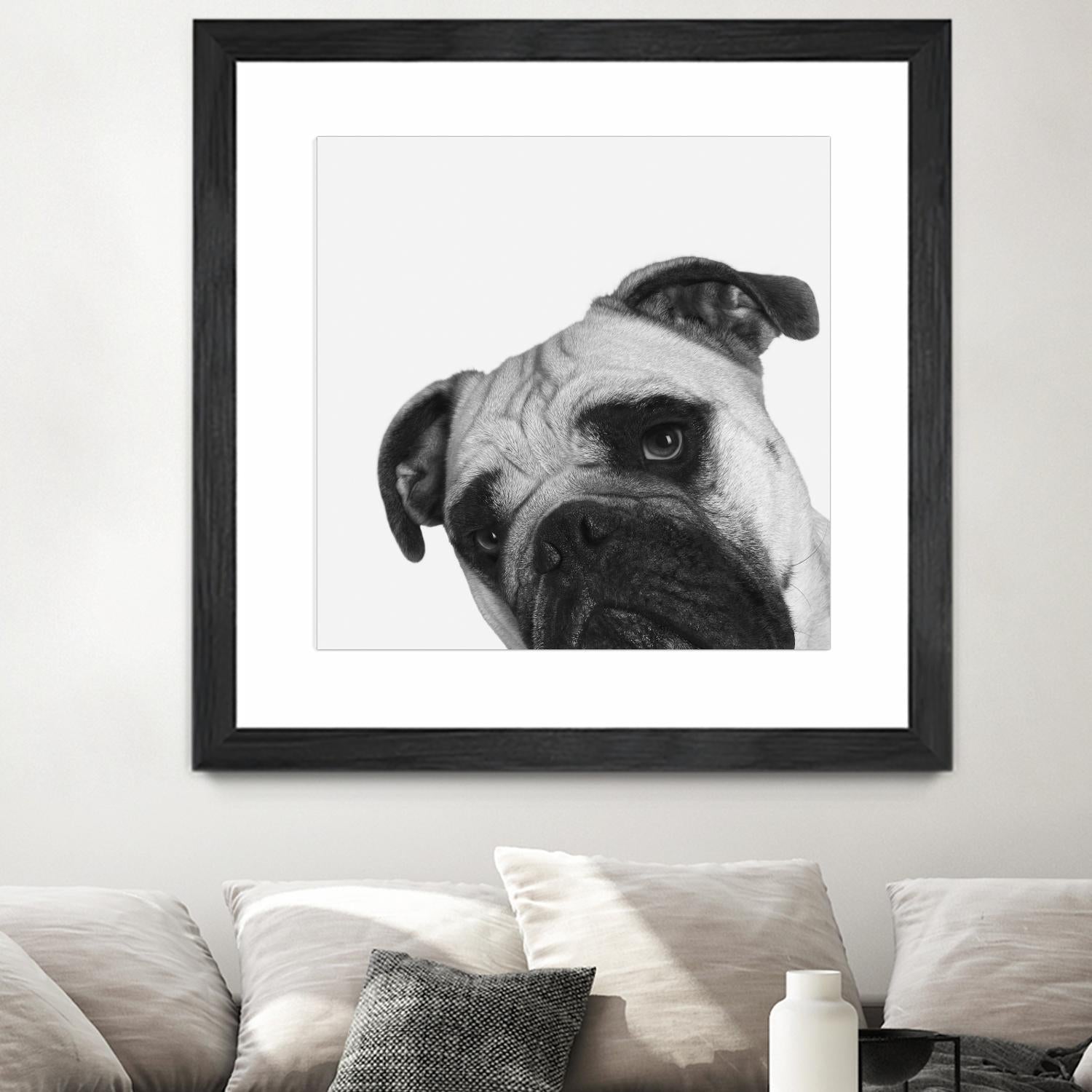 Qué Pasa? by Jon Bertelli on GIANT ART - multicolor animals; photography