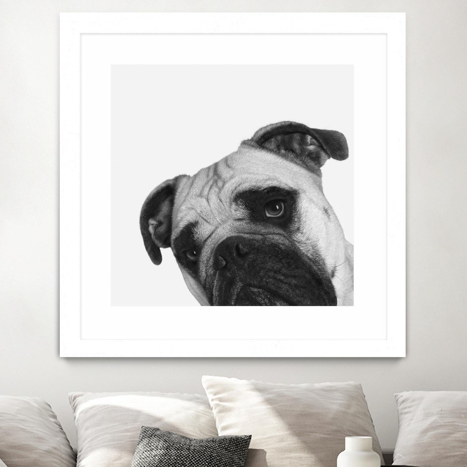 Qué Pasa? by Jon Bertelli on GIANT ART - multicolor animals; photography