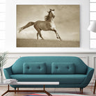 Like the Wind by Lisa Dearing on GIANT ART - multicolor photography; animals