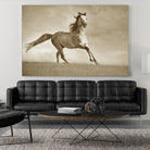 Like the Wind by Lisa Dearing on GIANT ART - multicolor photography; animals