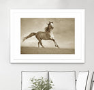 Like the Wind by Lisa Dearing on GIANT ART - multicolor photography; animals