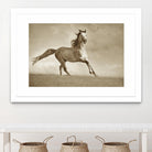 Like the Wind by Lisa Dearing on GIANT ART - multicolor photography; animals