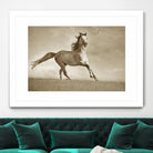 Like the Wind by Lisa Dearing on GIANT ART - multicolor photography; animals