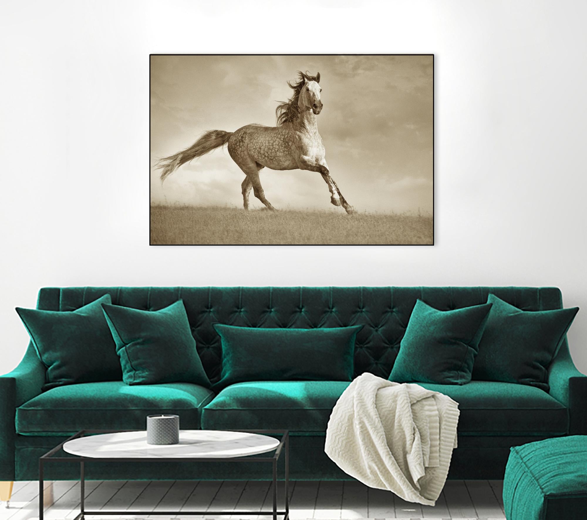 Like the Wind by Lisa Dearing on GIANT ART - multicolor photography; animals