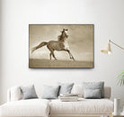 Like the Wind by Lisa Dearing on GIANT ART - multicolor photography; animals