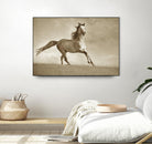 Like the Wind by Lisa Dearing on GIANT ART - multicolor photography; animals