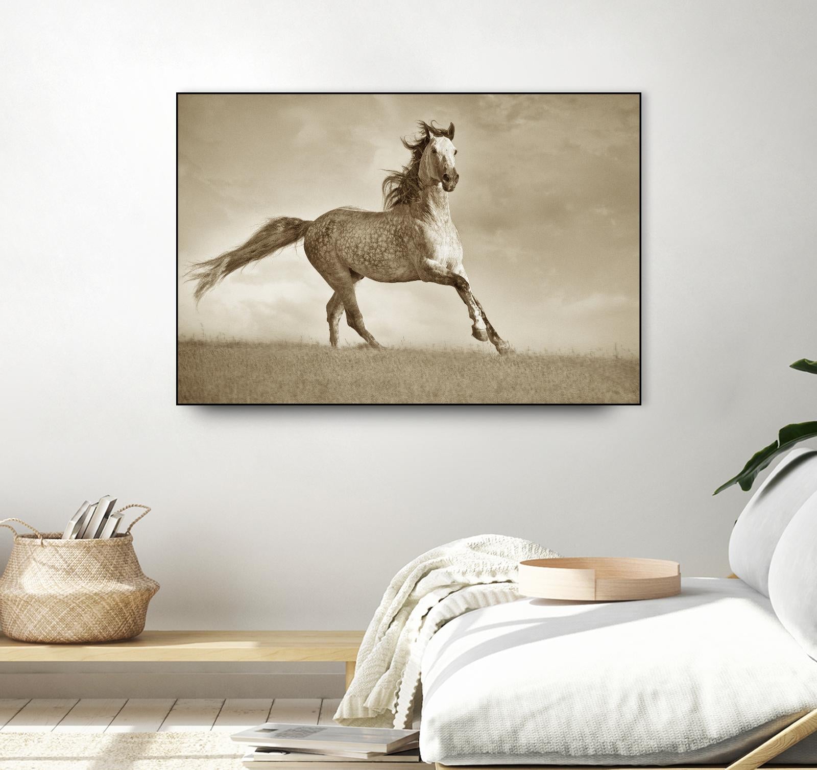 Like the Wind by Lisa Dearing on GIANT ART - multicolor photography; animals