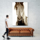 Wilbur Cruz by Lisa Dearing on GIANT ART - multicolor photography; animals