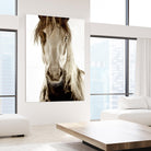 Wilbur Cruz by Lisa Dearing on GIANT ART - multicolor photography; animals