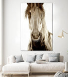 Wilbur Cruz by Lisa Dearing on GIANT ART - multicolor photography; animals