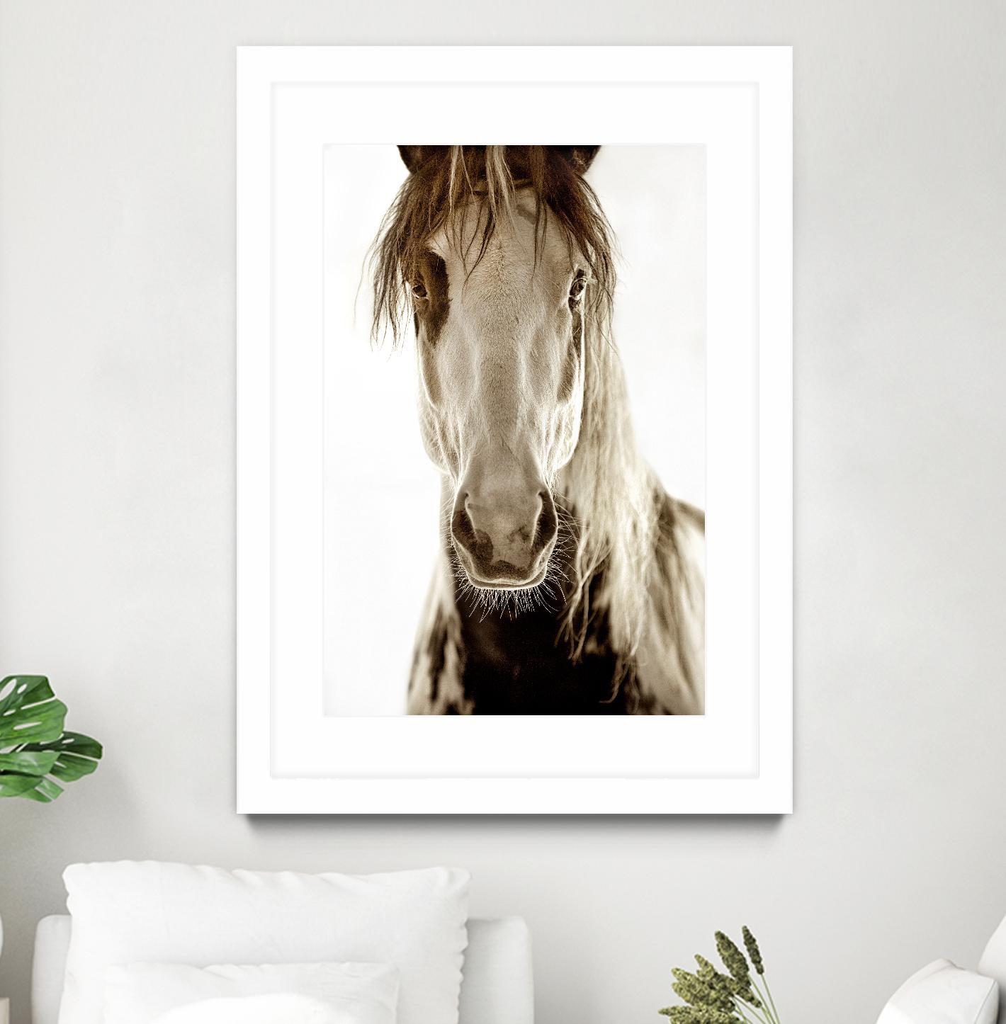 Wilbur Cruz by Lisa Dearing on GIANT ART - multicolor photography; animals