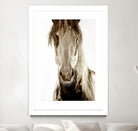 Wilbur Cruz by Lisa Dearing on GIANT ART - multicolor photography; animals