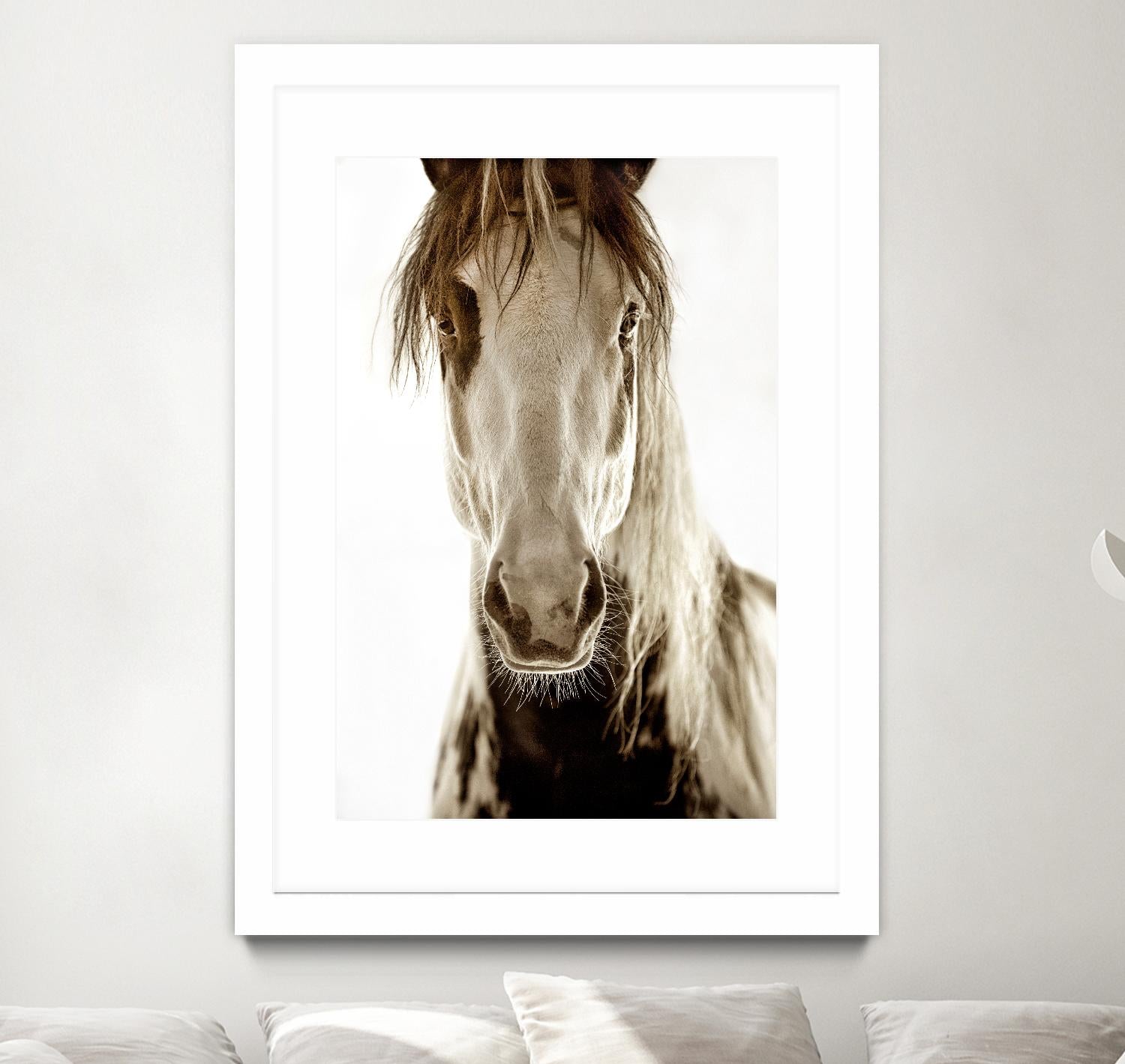 Wilbur Cruz by Lisa Dearing on GIANT ART - multicolor photography; animals