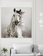 Caballo de Andaluz by Lisa Dearing on GIANT ART - grey animals
