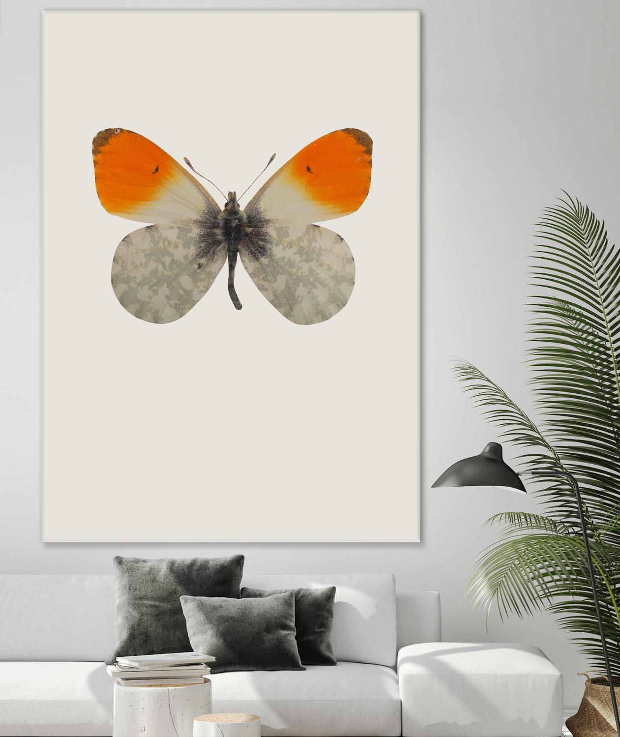 Agrias amydon by Incado on GIANT ART - multicolor animals; floral/still life