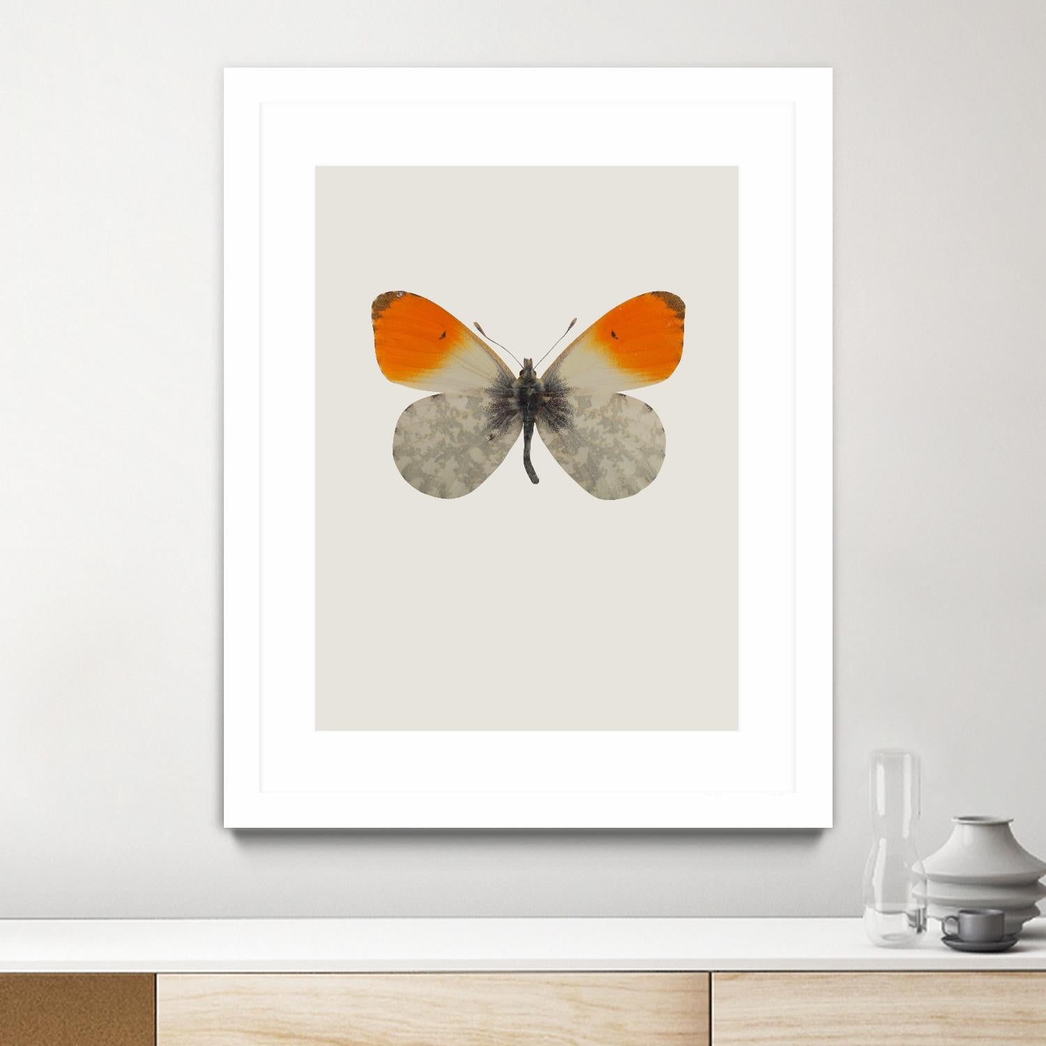 Agrias amydon by Incado on GIANT ART - multicolor animals; floral/still life