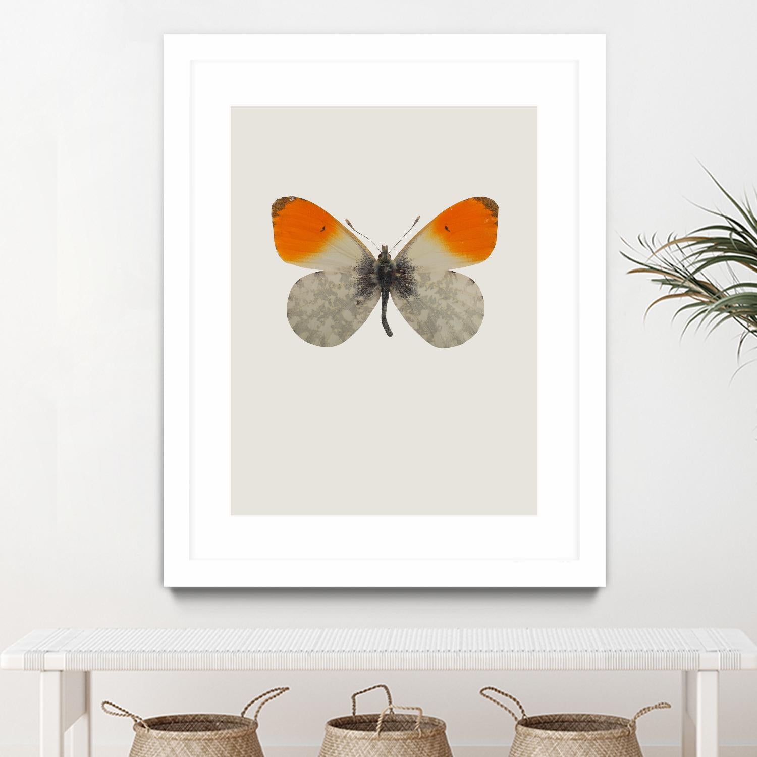 Agrias amydon by Incado on GIANT ART - multicolor animals; floral/still life