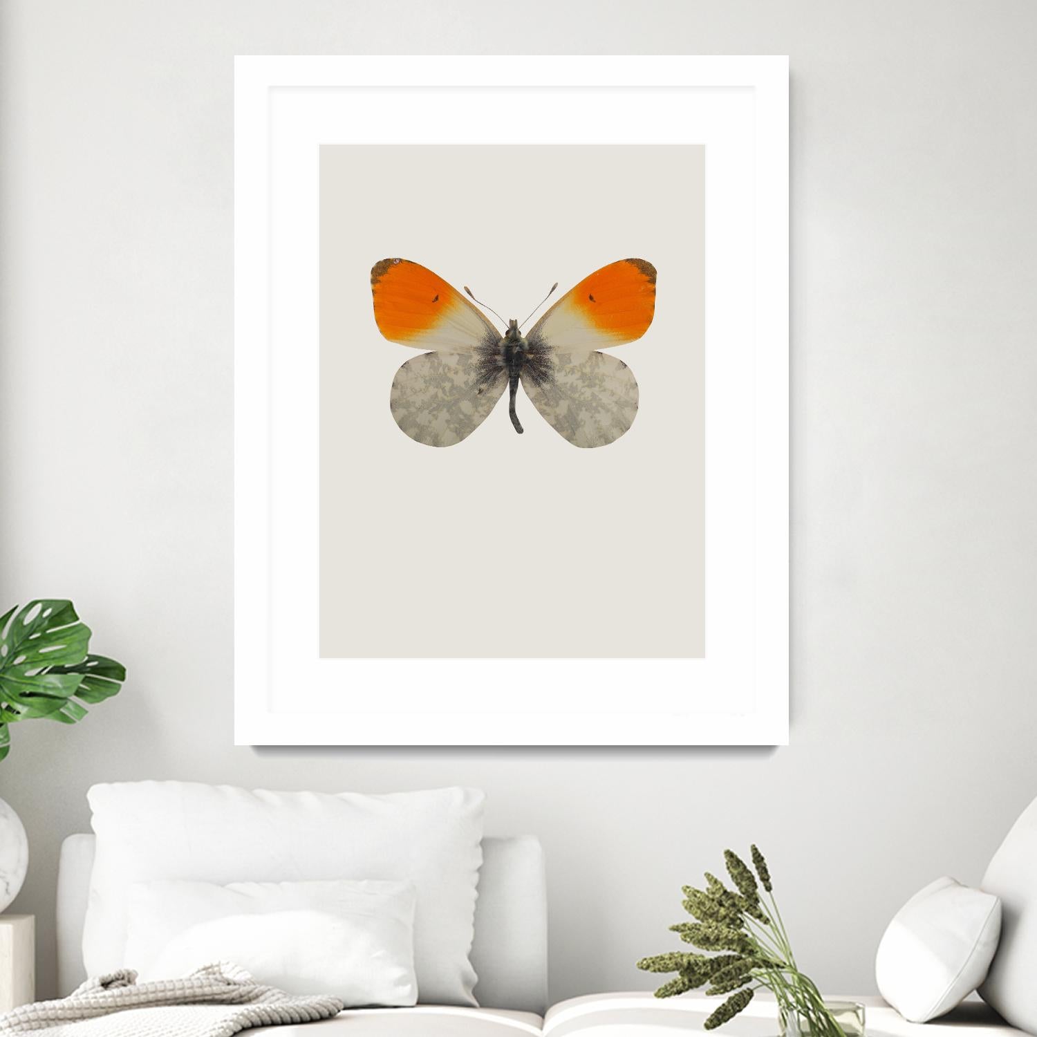 Agrias amydon by Incado on GIANT ART - multicolor animals; floral/still life