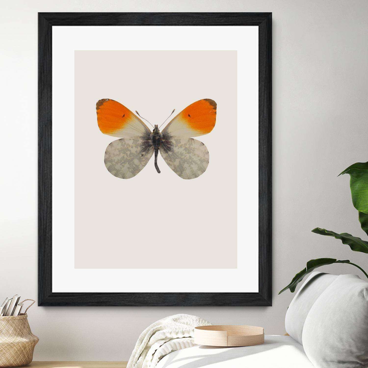 Agrias amydon by Incado on GIANT ART - multicolor animals; floral/still life