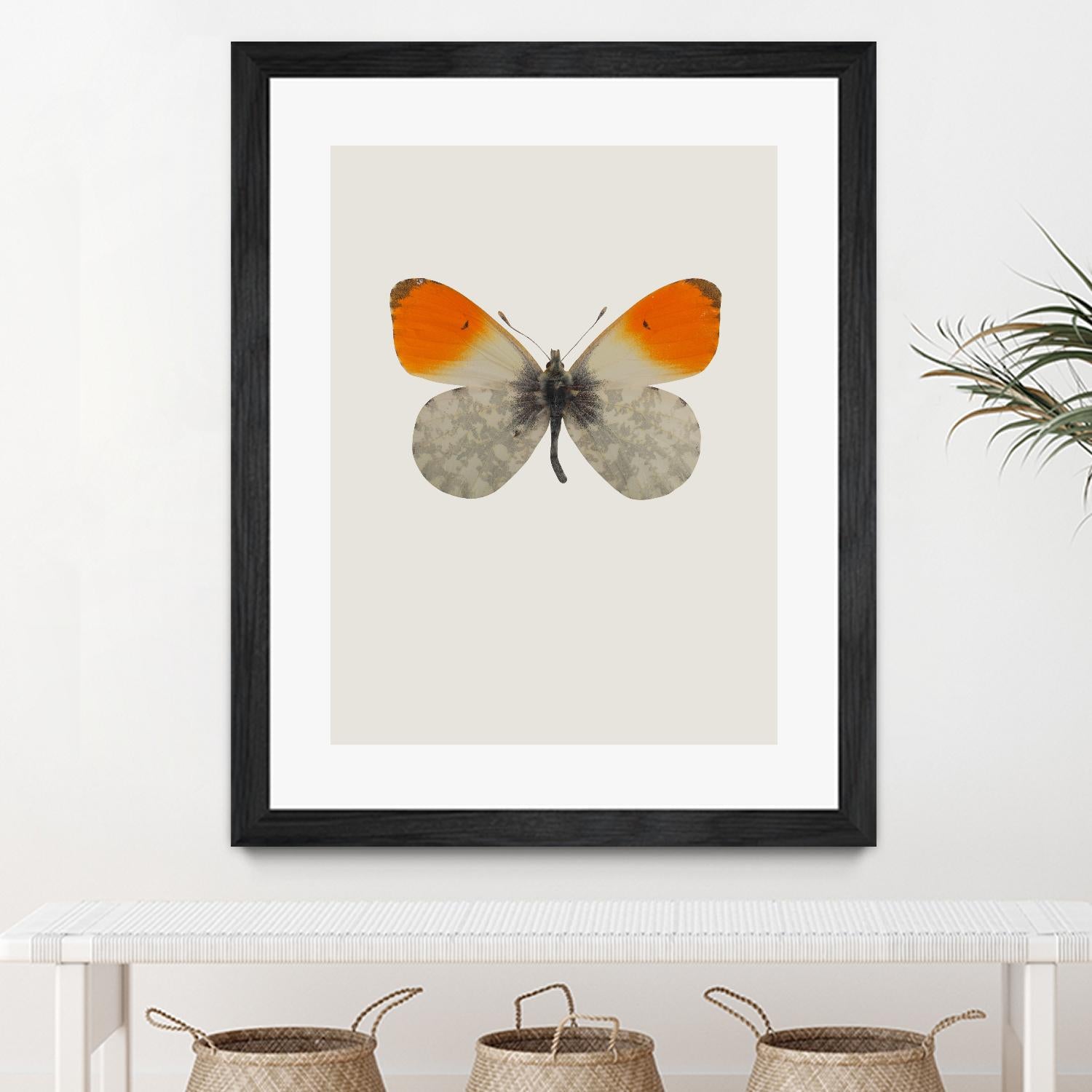 Agrias amydon by Incado on GIANT ART - multicolor animals; floral/still life