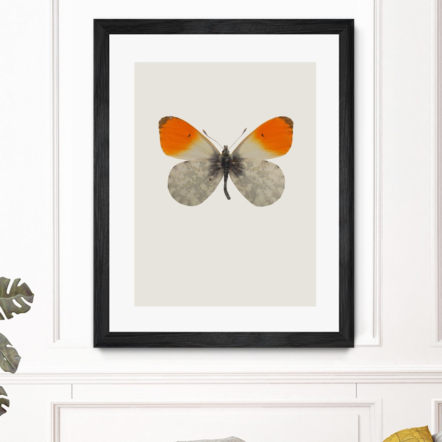 Agrias amydon by Incado on GIANT ART - multicolor animals; floral/still life