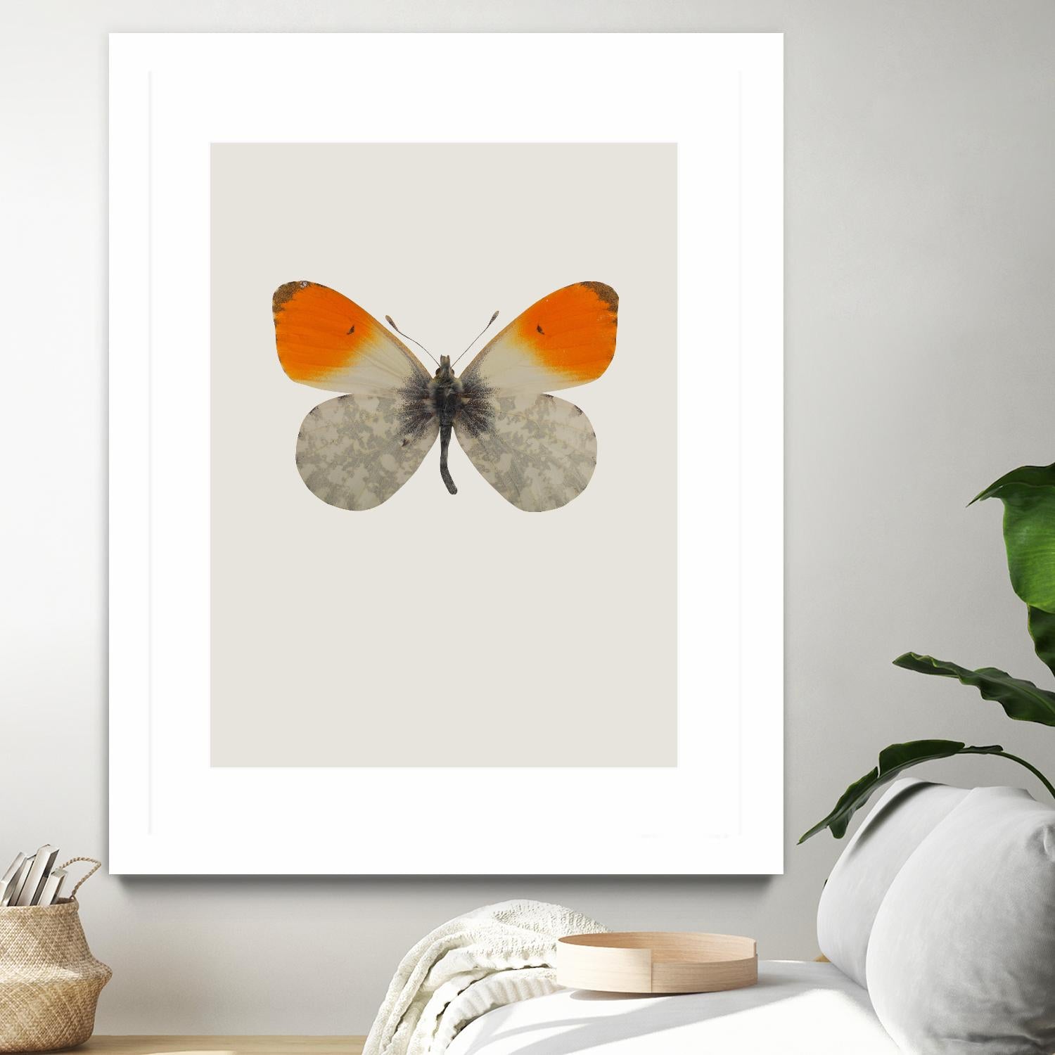 Agrias amydon by Incado on GIANT ART - multicolor animals; floral/still life