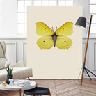 Gonepteryx rhamni by Incado on GIANT ART - multicolor animals; floral/still life