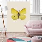 Gonepteryx rhamni by Incado on GIANT ART - multicolor animals; floral/still life