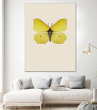 Gonepteryx rhamni by Incado on GIANT ART - multicolor animals; floral/still life