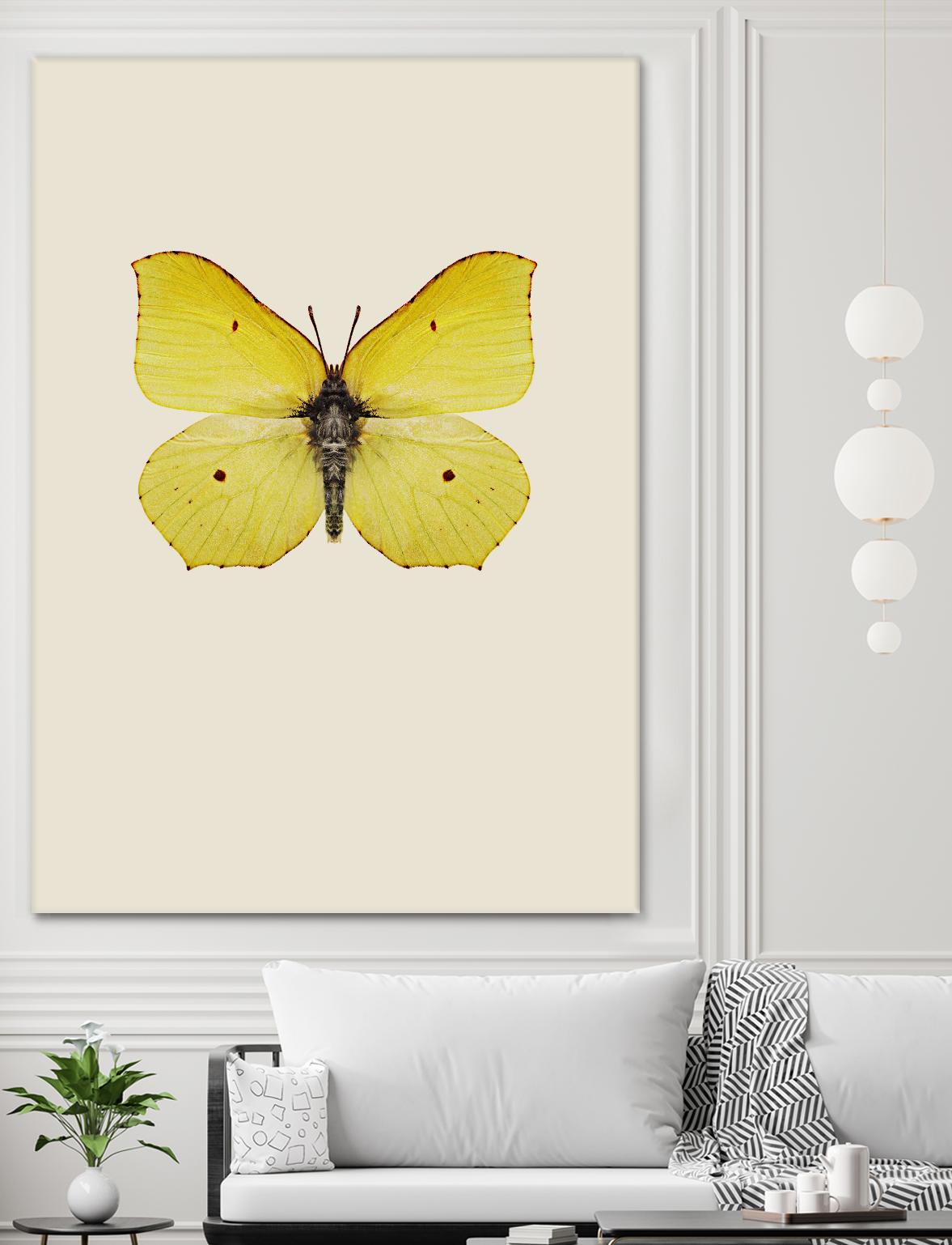 Gonepteryx rhamni by Incado on GIANT ART - multicolor animals; floral/still life