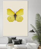Gonepteryx rhamni by Incado on GIANT ART - multicolor animals; floral/still life