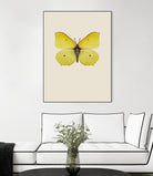 Gonepteryx rhamni by Incado on GIANT ART - multicolor animals; floral/still life
