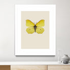 Gonepteryx rhamni by Incado on GIANT ART - multicolor animals; floral/still life