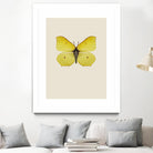 Gonepteryx rhamni by Incado on GIANT ART - multicolor animals; floral/still life