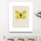 Gonepteryx rhamni by Incado on GIANT ART - multicolor animals; floral/still life