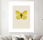 Gonepteryx rhamni by Incado on GIANT ART - multicolor animals; floral/still life