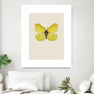 Gonepteryx rhamni by Incado on GIANT ART - multicolor animals; floral/still life