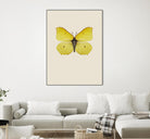 Gonepteryx rhamni by Incado on GIANT ART - multicolor animals; floral/still life