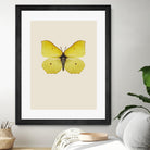 Gonepteryx rhamni by Incado on GIANT ART - multicolor animals; floral/still life