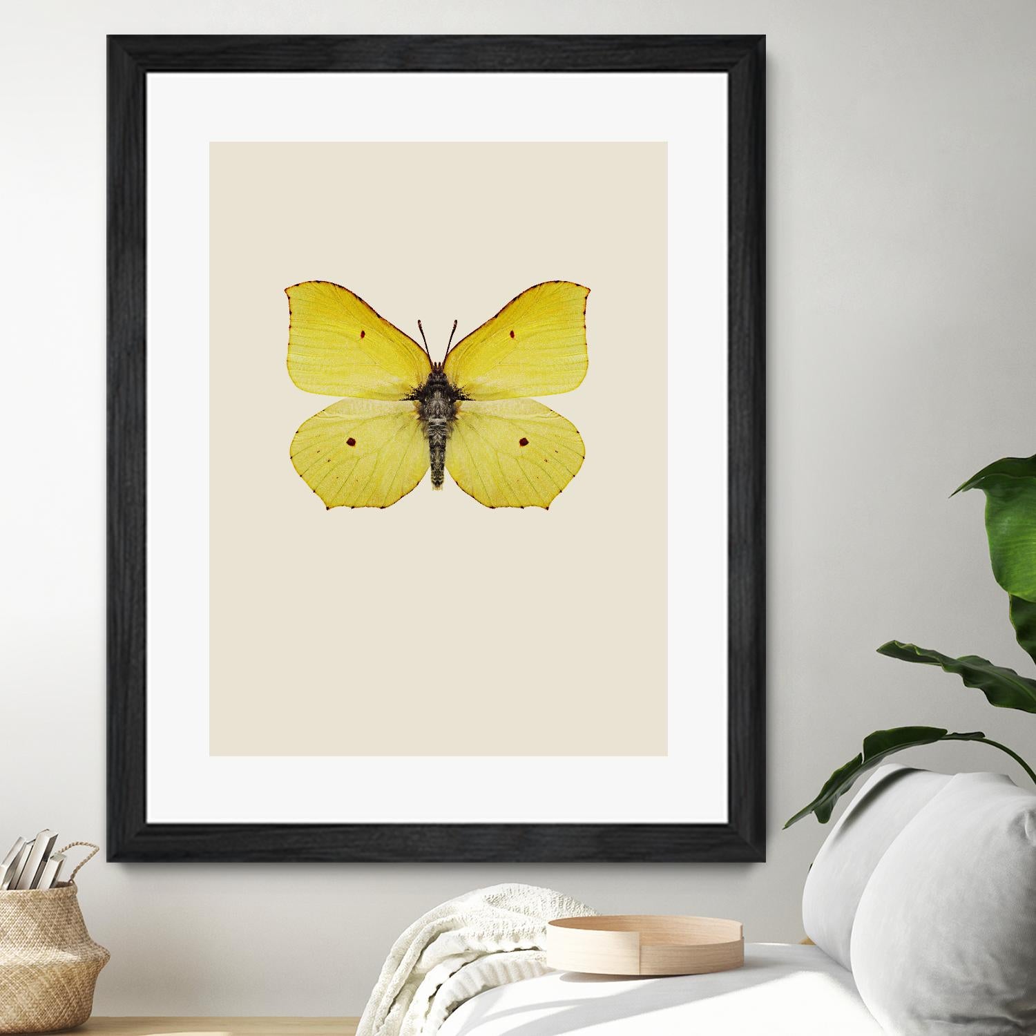 Gonepteryx rhamni by Incado on GIANT ART - multicolor animals; floral/still life