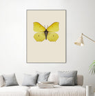 Gonepteryx rhamni by Incado on GIANT ART - multicolor animals; floral/still life