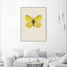 Gonepteryx rhamni by Incado on GIANT ART - multicolor animals; floral/still life