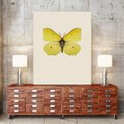 Gonepteryx rhamni by Incado on GIANT ART - multicolor animals; floral/still life