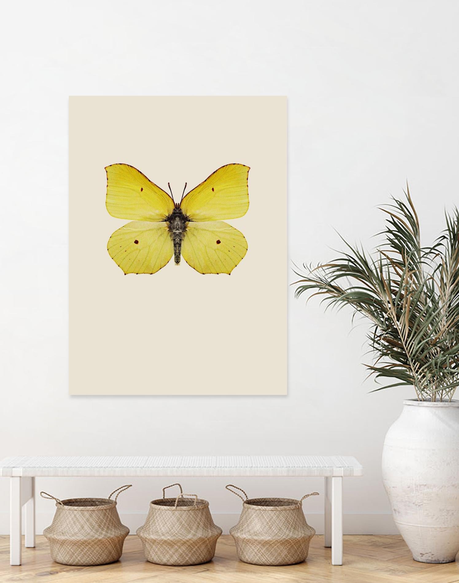 Gonepteryx rhamni by Incado on GIANT ART - multicolor animals; floral/still life
