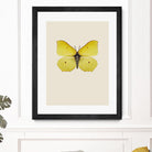 Gonepteryx rhamni by Incado on GIANT ART - multicolor animals; floral/still life